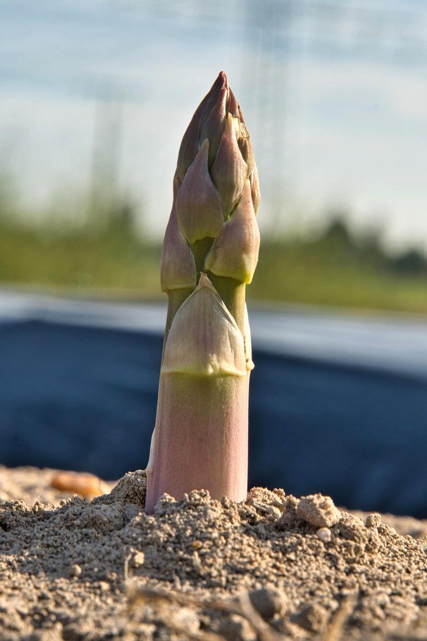 Healthy food and fitness illustration